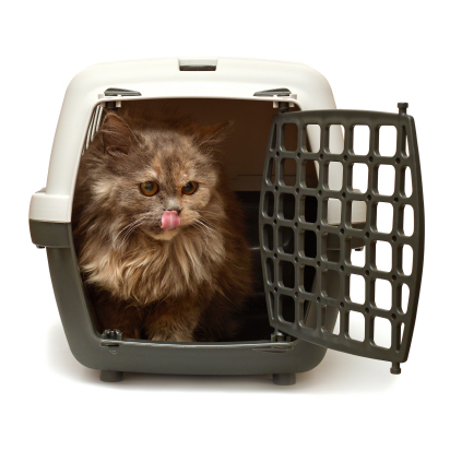 Brown cat in a cat carrier