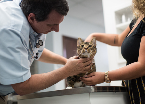 Cat getting a checkup